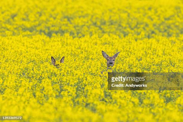 two roe deers - doe stock pictures, royalty-free photos & images