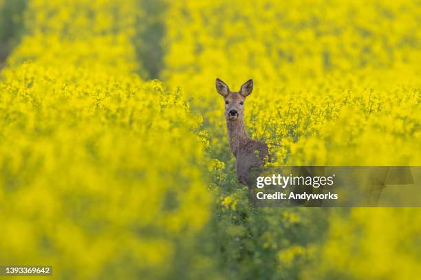 female roe deer - animal ear stock pictures, royalty-free photos & images