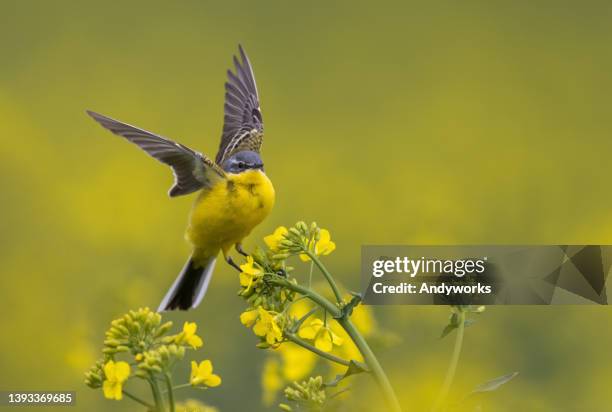 western yellow wagtail - yellow perch bildbanksfoton och bilder
