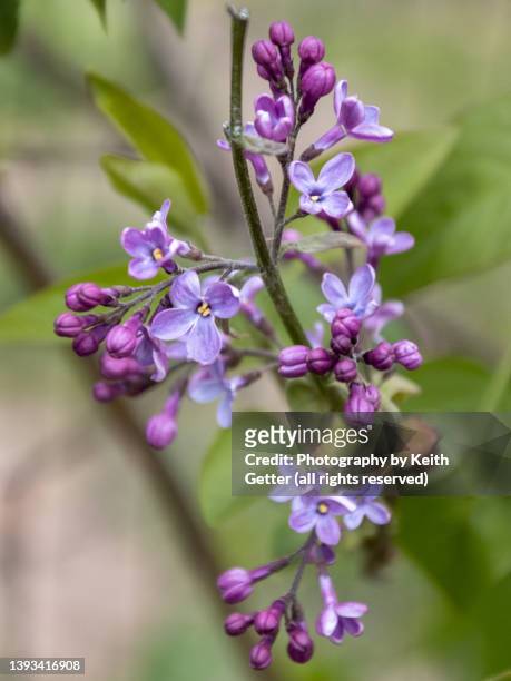 springtime close-up lilac blooming - bud opening stock pictures, royalty-free photos & images