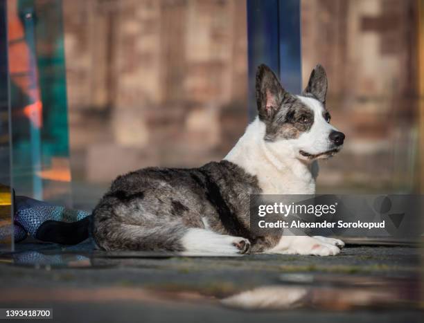 beautiful corgi dog posing in the sun in the city of strasbourg - welsh-cardigan-corgi stockfoto's en -beelden