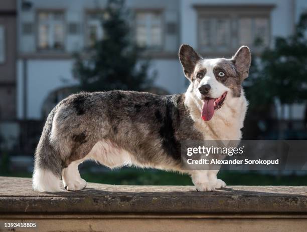beautiful corgi dog posing in the sun in the city of strasbourg - welsh-cardigan-corgi stockfoto's en -beelden