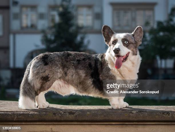 beautiful corgi dog posing in the sun in the city of strasbourg - cardigan welsh corgi stock pictures, royalty-free photos & images