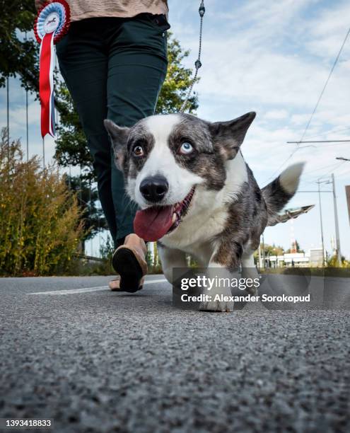 a beautiful corgi dog walks down the street on a leash - cardigan welsh corgi stock pictures, royalty-free photos & images