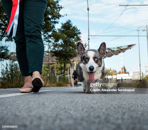 a beautiful corgi dog walks down the street on a leash - cardigan welsh corgi stock pictures, royalty-free photos & images