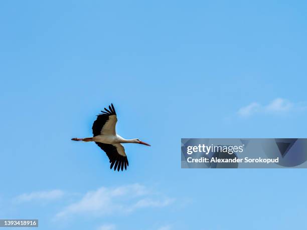 storks in the greenhouse park in strasbourg breed in the wild. - colmar stockfoto's en -beelden