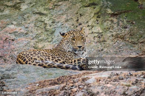 persian leopard, panthera pardus saxicolor - persian leopard stock pictures, royalty-free photos & images