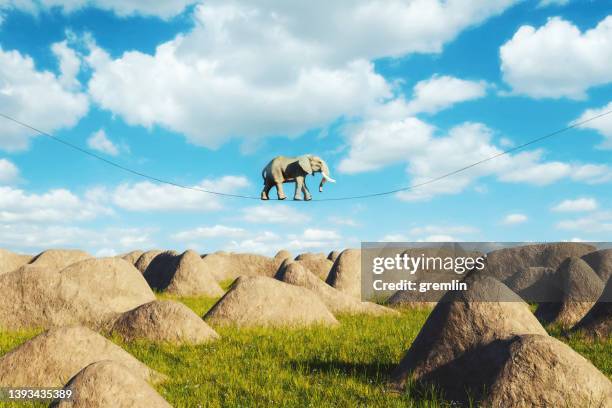 elefante de imagem surreal andando na corda bamba - andando na corda bamba - fotografias e filmes do acervo