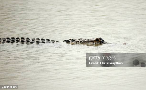 An alligator is seen near the 17th hole during the final round of the Zurich Classic of New Orleans at TPC Louisiana on April 24, 2022 in Avondale,...
