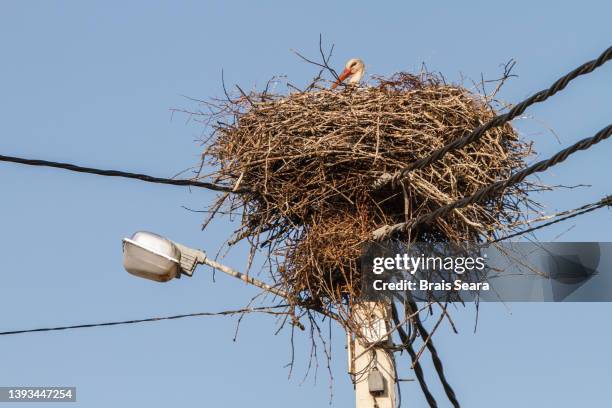 white stork on nest over street light - cable bill stock pictures, royalty-free photos & images