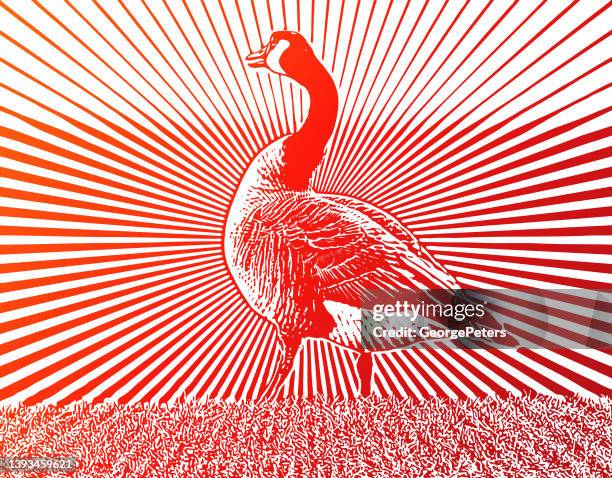 canada goose walking - goose stock illustrations stock illustrations