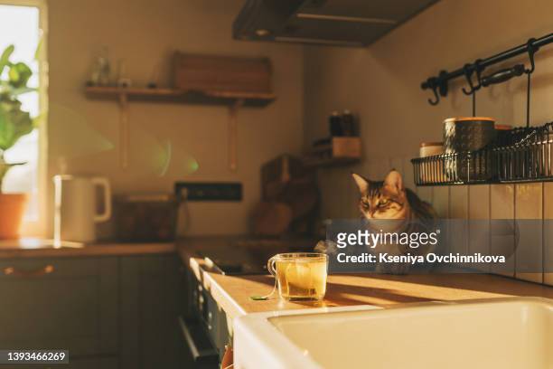 red cat sniffing a mug of black coffee while standing on a table with paper and pen - cat white background photos et images de collection