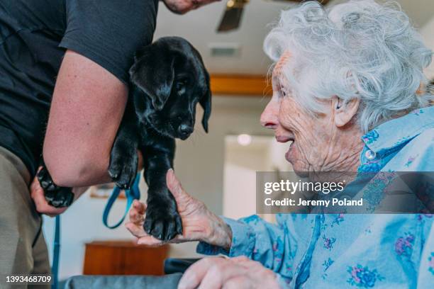 cute close-up portrait of a cheerful caucasian 100-year-old woman holding a black labrador puppy's paw indoors - dog greeting stock pictures, royalty-free photos & images