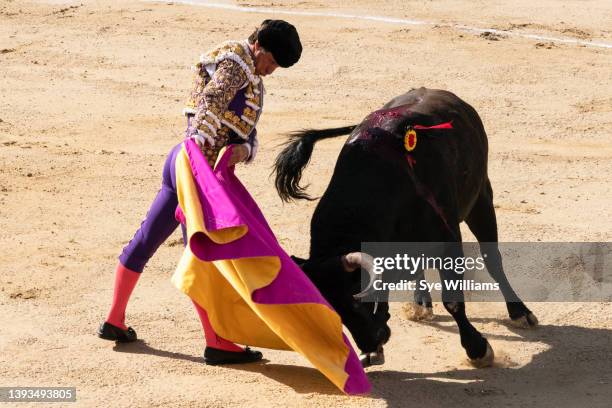 Julian "El Julio" Lopez fights a bull during Gran Corrida De Toros at the Plaza Monumental Playas de Tijuana on April 24, 2022 in Tijuana, Mexico. In...