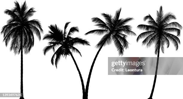 hochdetaillierte palm tree silhouetten - palm stock-grafiken, -clipart, -cartoons und -symbole