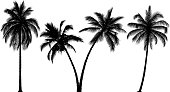 Highly Detailed Palm Tree Silhouettes