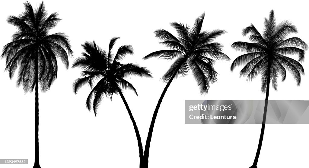 Highly Detailed Palm Tree Silhouettes