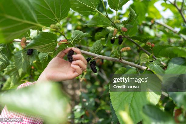 picking mulberries on a tree - mulberry bush foto e immagini stock