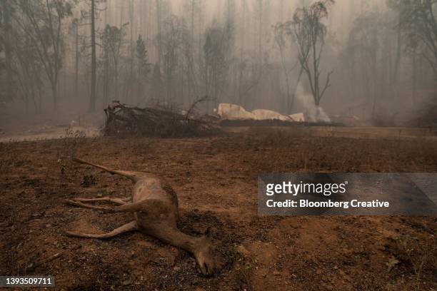 burned remains of a deer - california fire stock pictures, royalty-free photos & images
