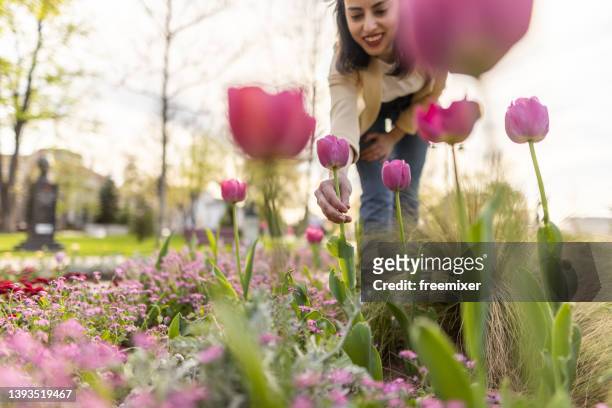 beauty among tulips - tulip stock pictures, royalty-free photos & images