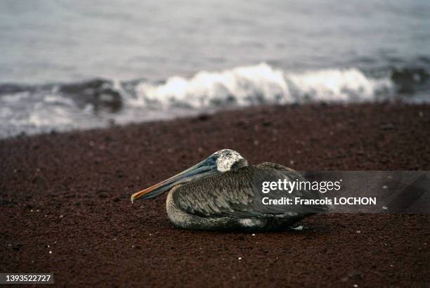 Pélican brun dans les îles Galapagos, en 1992.