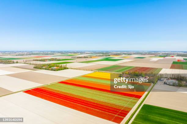 tulips growing in agricutlural fields with wind turbines in the background during springtime seen from above - flevoland stock pictures, royalty-free photos & images