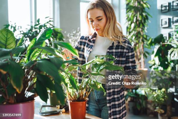 concentrated attractive blond woman gardening indoors.  planting flowers in clay pots on weekends. measuring soil depth and ph, moisture meter - ph value stock pictures, royalty-free photos & images