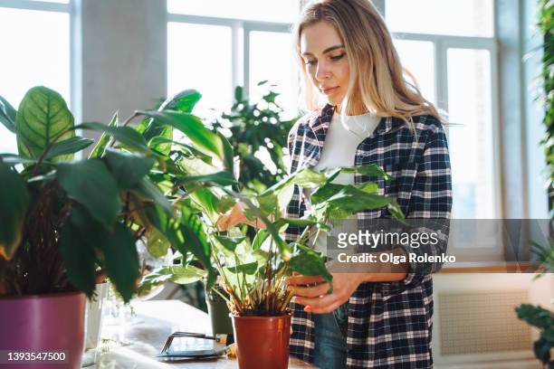 dedicated and concentrated blond woman gardening indoors.  planting flowers in clay pots on weekends. taking care of green plants, looking at leaves - houseplant - fotografias e filmes do acervo
