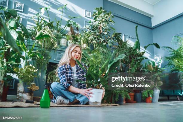 concentrated and serious, fair-haired woman sitting on the floor reseeding her houseplants, surrounded by green plants like a forest - topfpflanze stock-fotos und bilder