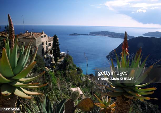 Aloe arborescens on the St Jean Cap Ferrat Bay