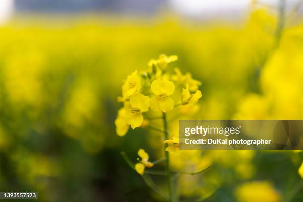 yellow rapeseed flowers field - kreuzblütengewächse stock-fotos und bilder