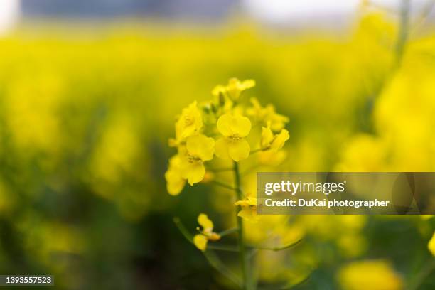 yellow rapeseed flowers field - crucifers ストックフォトと画像