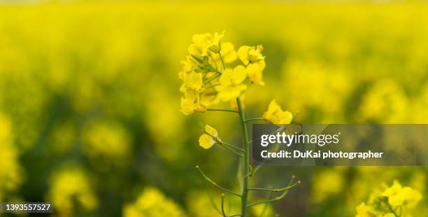 yellow rapeseed flowers field - mustard plant stock pictures, royalty-free photos & images