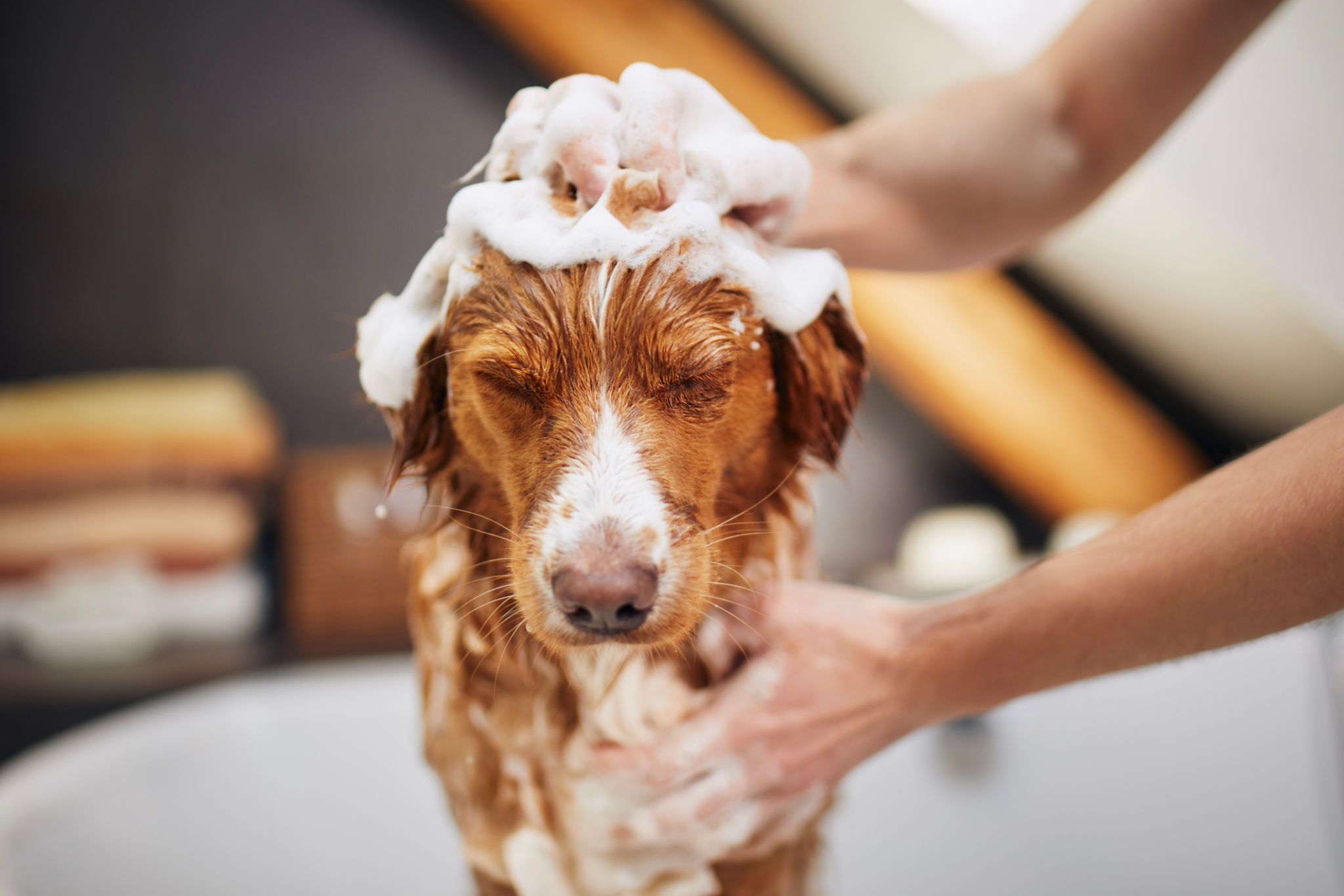 homemade pet shampoo