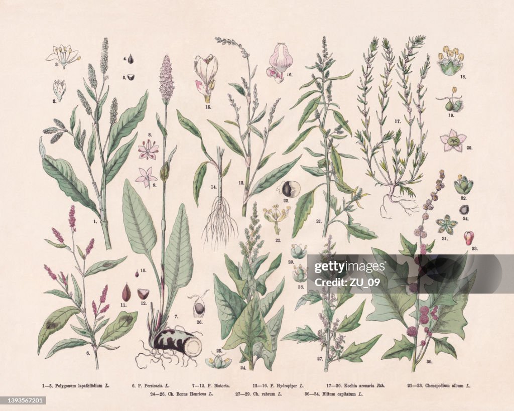 Flowering plants (Caryophyllales), hand-colored wood engraving, published in 1887