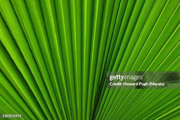 Fan Shaped Fan Shaped Leaves Photos et images de collection - Getty Images