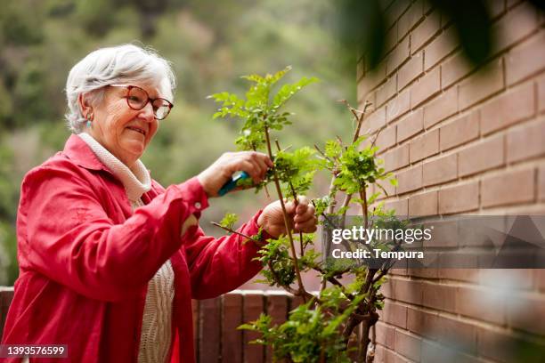 a woman is pruning a bush on her terrace. - pruning shears stock pictures, royalty-free photos & images