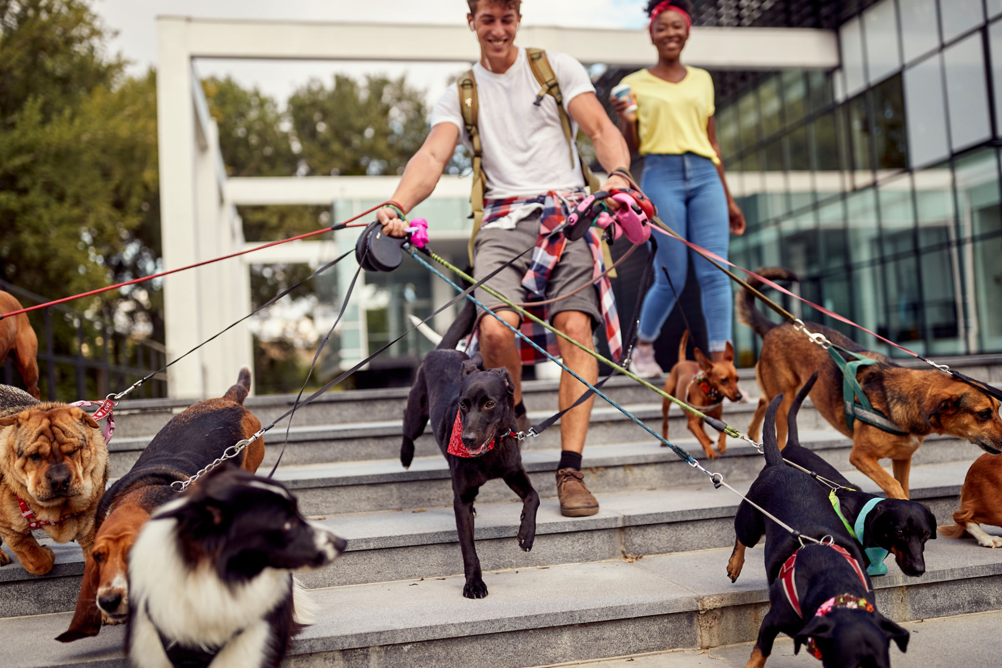 dog sitter