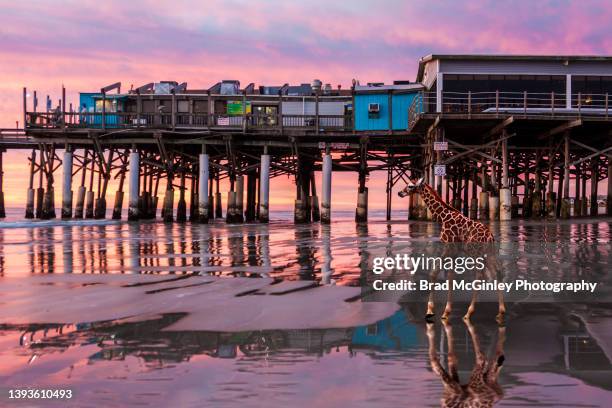 baby giraffe at cocoa beach - baby giraffe - fotografias e filmes do acervo