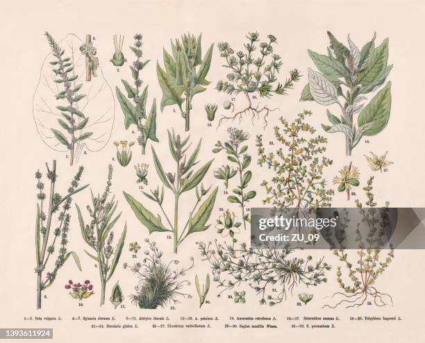 bildbanksillustrationer, clip art samt tecknat material och ikoner med flowering plants (caryophyllales), hand-colored wood engraving, published in 1887 - amarant