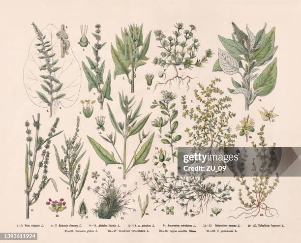 flowering plants (caryophyllales), hand-colored wood engraving, published in 1887 - portulaca stock illustrations