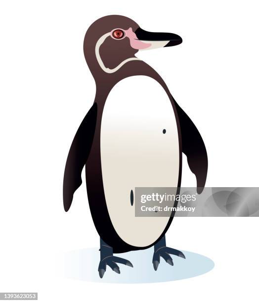 ilustraciones, imágenes clip art, dibujos animados e iconos de stock de galápagos pinguin - galapagos penguin
