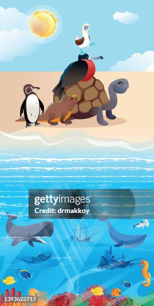 ilustraciones, imágenes clip art, dibujos animados e iconos de stock de galápagos animales y playa - galapagos penguin