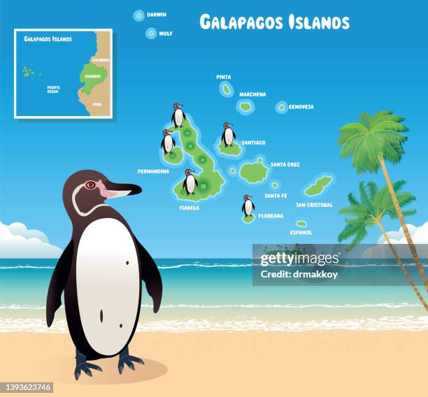 ilustraciones, imágenes clip art, dibujos animados e iconos de stock de pingüino de galápagos e islas galápagos - galapagos penguin