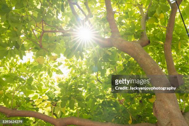 banyan tree canopy sunstar - banyan tree stock-fotos und bilder