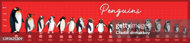 types penguins in the world - water penguin stock illustrations