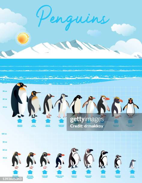 penguins and antarctica - rockhopper penguin stock illustrations