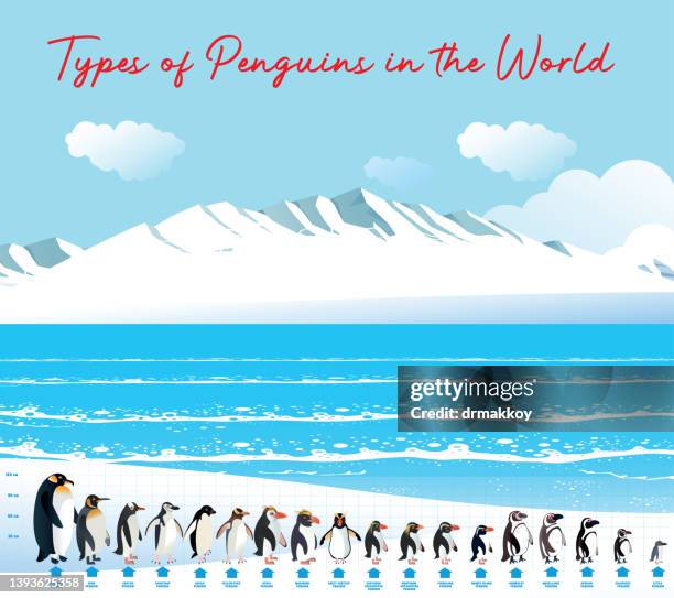 pinguine und antarktis - pinguine stock-grafiken, -clipart, -cartoons und -symbole