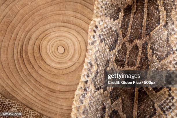 Python Floor Photos and Premium High Res Pictures - Getty Images