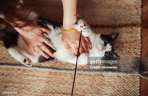 persona anónima jugando con el gato usando juguete de gato - animal abdomen fotografías e imágenes de stock